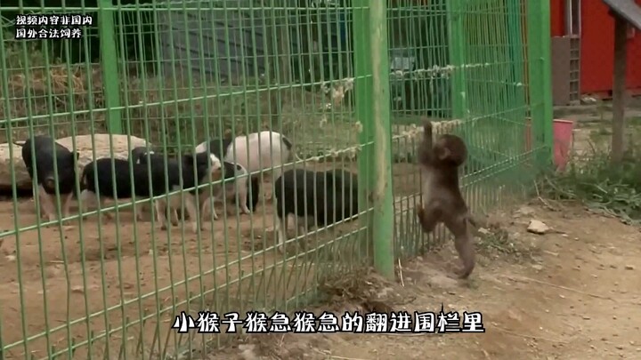 الأخ الأكبر والأخ الثاني يحبّان بعضهما كعائلة واحدة.