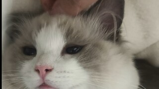 แมวของฉันบอกว่าฉันไม่อยากตัดผมแม้แต่วินาทีเดียว