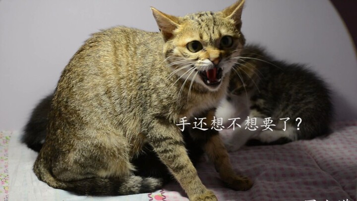 Kucing liar kecil yang garang berhasil dibeli hatinya dengan camilan; bahkan saat kucing bayi manis 