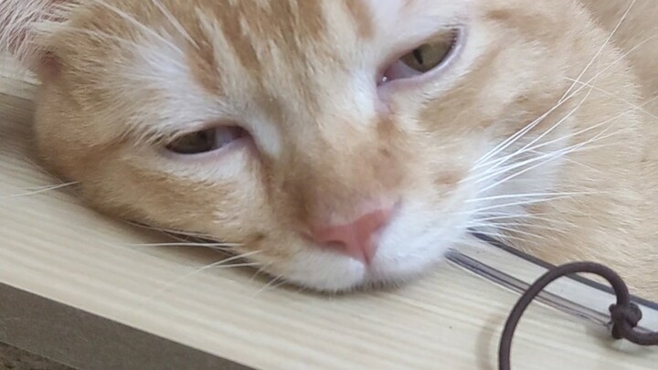 Siang hari tidak begadang bersama kucing, malam hari kucing yang membuat orang lain begadang