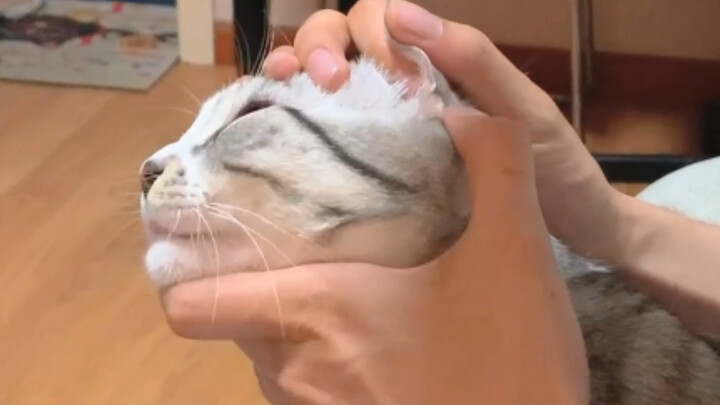 猫 害 能 开 胶 啊？？