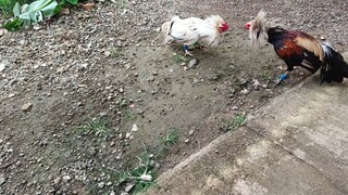 Hatch Grey VS White Kelso  McLean spar