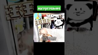 หมาๆการละคร