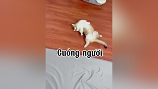 Lâu lắm anh Cu mới lên sóng lợi mèo cat