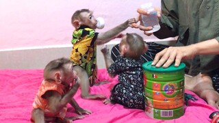 Look how the three monkeys reacted with milk bottle