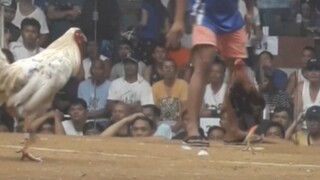 Win senibalang 🐓 San Mateo Arena