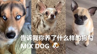 告诉我你养了什么样特别的狗勾 😉