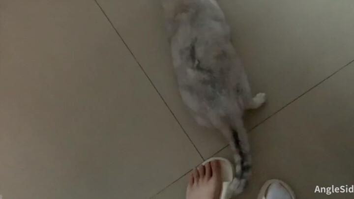 Messing around with a cat in heat (