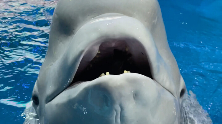 Xiao Hei can do a handstand