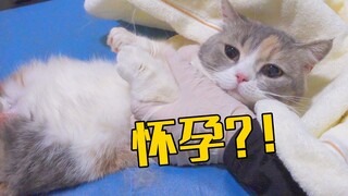 以为猫是吃胖了，到医院才发现，它居然怀孕了！