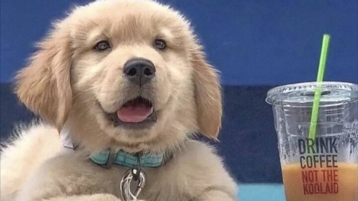 Princess, please look at the cute puppy～