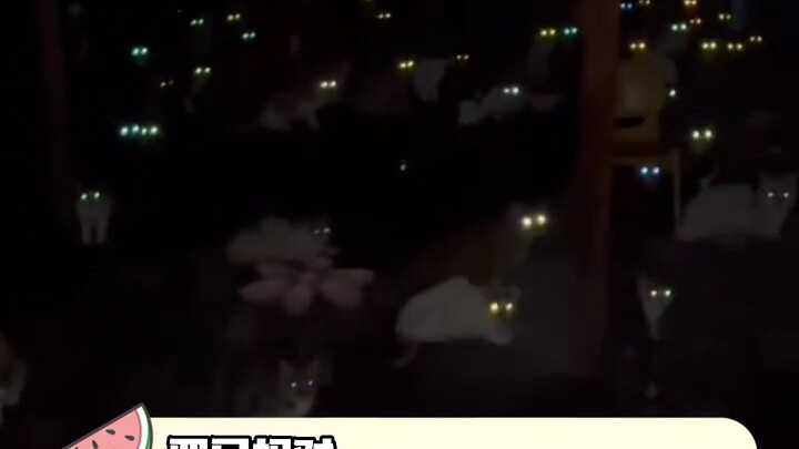 What a thrilling night! #PetParent #Funny #Cats #NeverExpectedIt