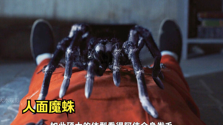 男人为了越狱，每天在监狱里收集蜘蛛