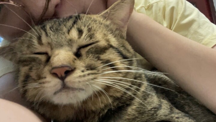 When you have an affectionate little cat: sit down on the floor, and you’re guaranteed to get some c