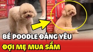 Trầm trồ với sự ĐÁNG YÊU của bé Poodle ngồi CHỜ MẸ đi siêu thị 😍 | Yêu Lu