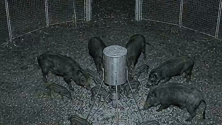 They Were All Inside… Then This Happened! 🐗😮#WildBoar #TrailCam #Shorts