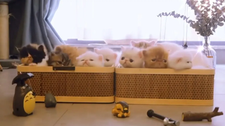 ลูกแมวน่ารัก&น่าLoveใจละลาย Ep23 baby cats cute and funny cat videos compilation เหมียวๆ
