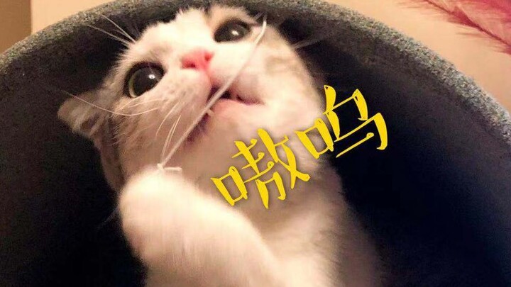 【Cuộc sống thường ngày】Ai mà có thể cưỡng lại được chú mèo nhỏ vừa xinh đẹp, ngoan ngoãn lại còn活泼 n