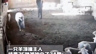 你果断开团，队友淡定观战…