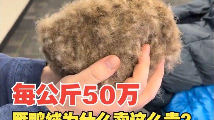 bulu angsa dan bebek