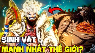 LUFFY TRỞ THÀNH SINH VẬT MẠNH NHẤT THẾ GIỚI?! | LIỆU LUFFY CÓ LẤY ĐƯỢC DANH HIỆU CỦA KAIDO?