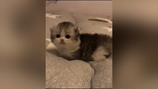 meocute catcute cat