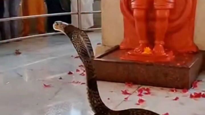 “The snake is walking on its own legs.” 🐍