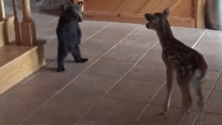 The bear met the deer for the first time