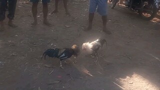 Laban ng abuhin 2nd fight putol ang Tari ng kalaban Naka baon sa likod ng manok  ko