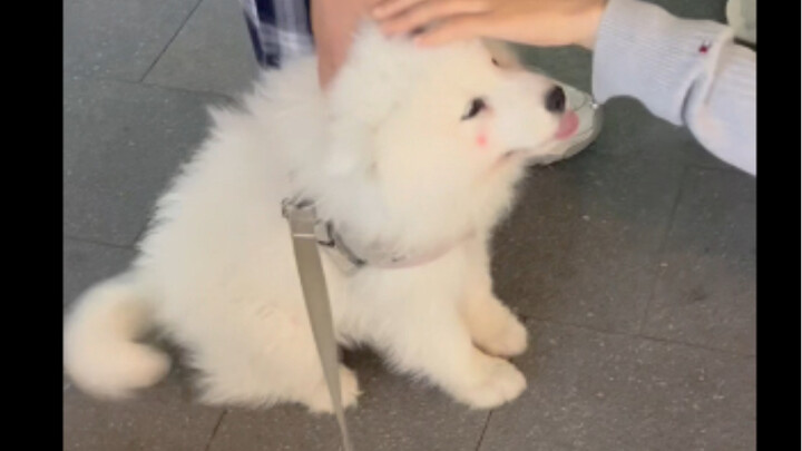 Samoyed kali pertama keluar langsung menerjang ke pelukan si gadis
