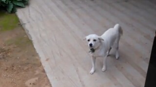 (Filmed in 2016) During summer vacation, when I returned home, my two-year-old dog first froze in su
