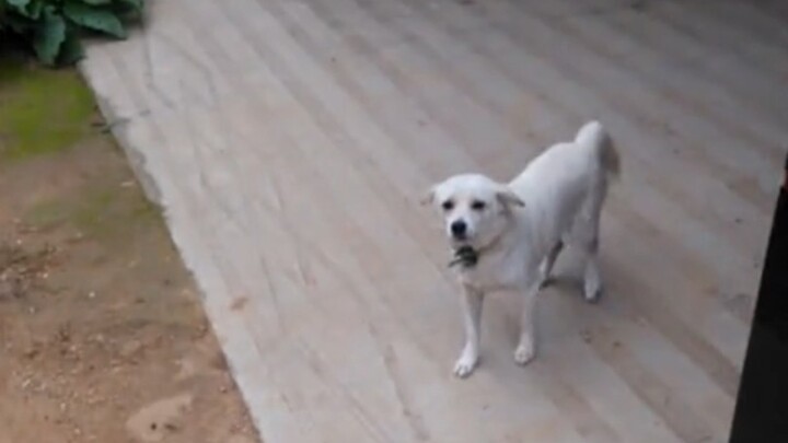 (Difilmkan pada tahun 2016) Saat liburan musim panas pulang ke rumah, anjing berusia 2 tahun itu ter