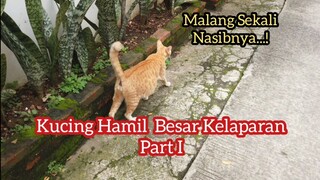 Kucing Liar Hamil Besar Kelaparan Minta Makan Di Warteg Part 1