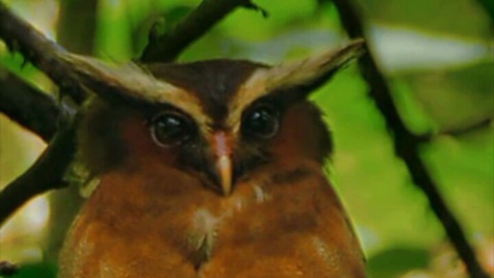 রবের নির্দেশ নিদর্শন🕊️