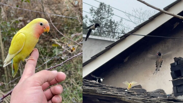 Burung beo dicengkeram oleh burung gagak, apakah sang pemilik yang mengejarnya dengan keras dapat me
