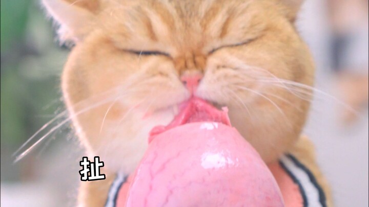 اليوم ناكل تانغيو بالحشوة المتفجرة بطرق متنوعة وشهية جدًا!