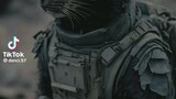 militer cat