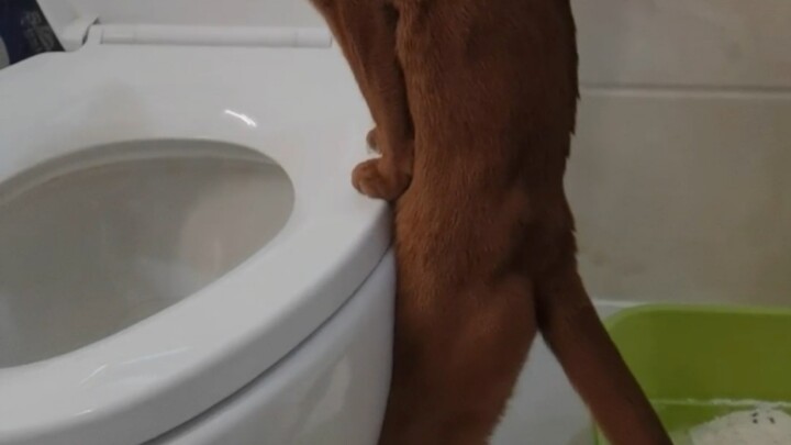 Aku sudah tidak tahan lagi, mending langsung melatihnya menggunakan toilet saja～