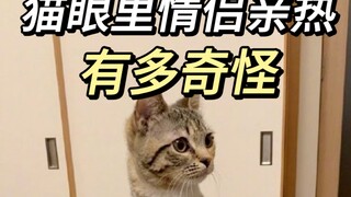 Mèo không chỉ hiểu mà còn thích xem, tâm trạng cực kỳ bùng nổ