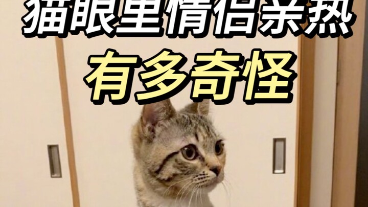 猫不但能懂还爱看 心情非常炸裂