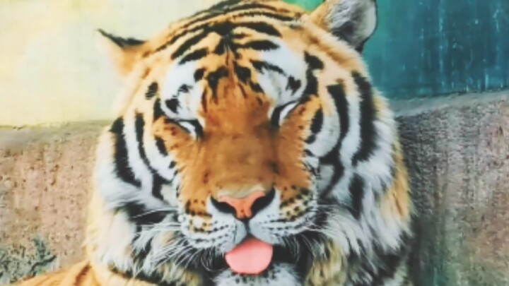 “A cat is a cat, no matter how big it gets.”