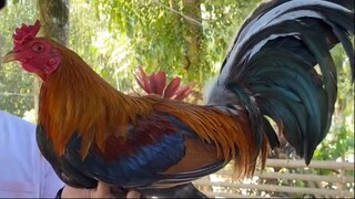 20K DINK FAIR SWEATER X HIGH ACTION MCLEAN HATCH || 3 YEARS OLD || PERSONAL COCK || ENG Ragamak GF