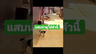 ^ดูรวมคลิปเต็มชุดนี้กดลิงค์ด้านบนจ้า^ แสบน่าดูไอ้ตัวนี้