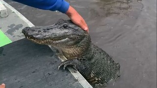 The little crocodile who wants to be patted on the head for just a chicken leg is obviously a swamp 