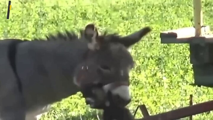 Few people know how dangerous donkeys can be when threatened