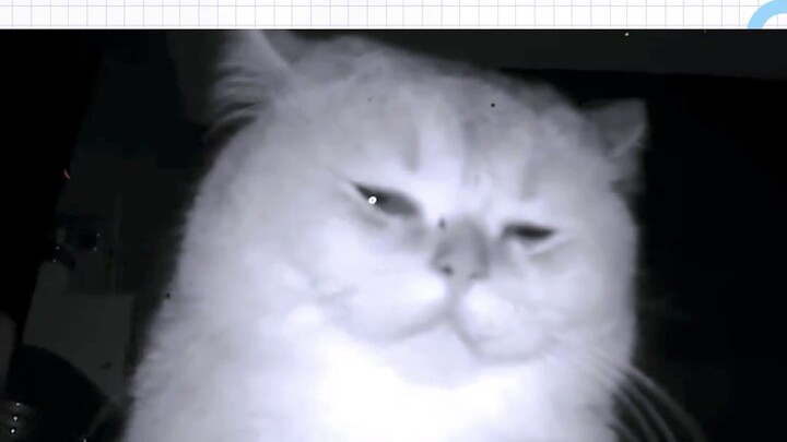 Mèo con đâu biết Tết là gì, nó chỉ đang chờ mẹ về thôi!