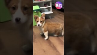 Khi bạn nuôi phải 1 chú chó SỢ MA 😂 #Shorts #Yeulu #Yeuluofficial