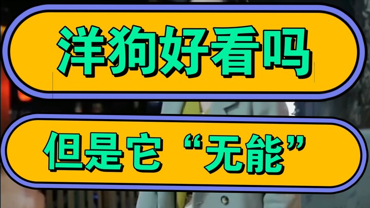 Is a foreign dog cute? But it’s “useless”!