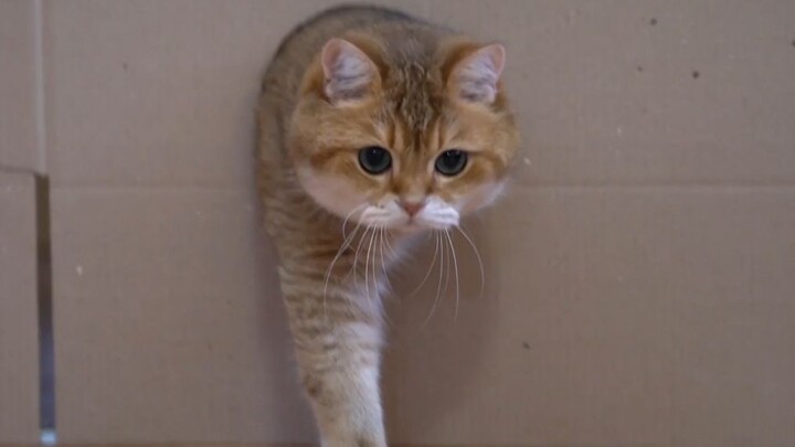 100% solid cat going through the hole—so heartbreaking!