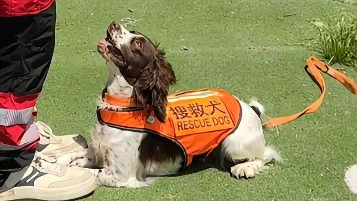 Thank you, you once risked your lives for humanity [Search and Rescue Dogs]